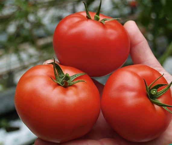 Super Uraba OR Saint Pierre Tomato